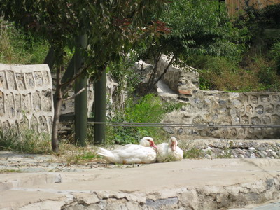 真是相亲相爱呀