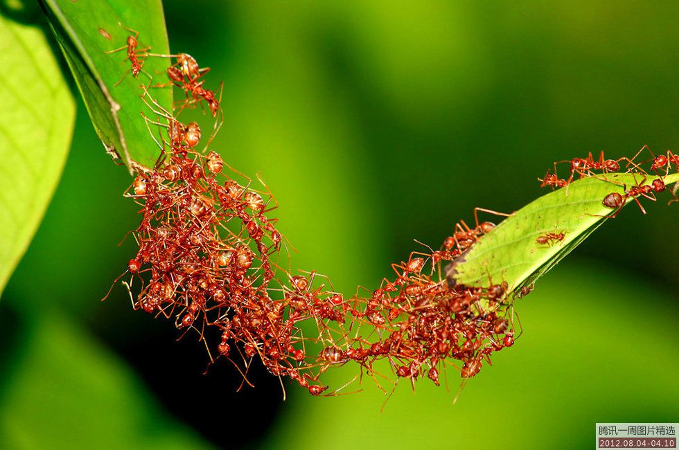 血肉筑起的桥梁