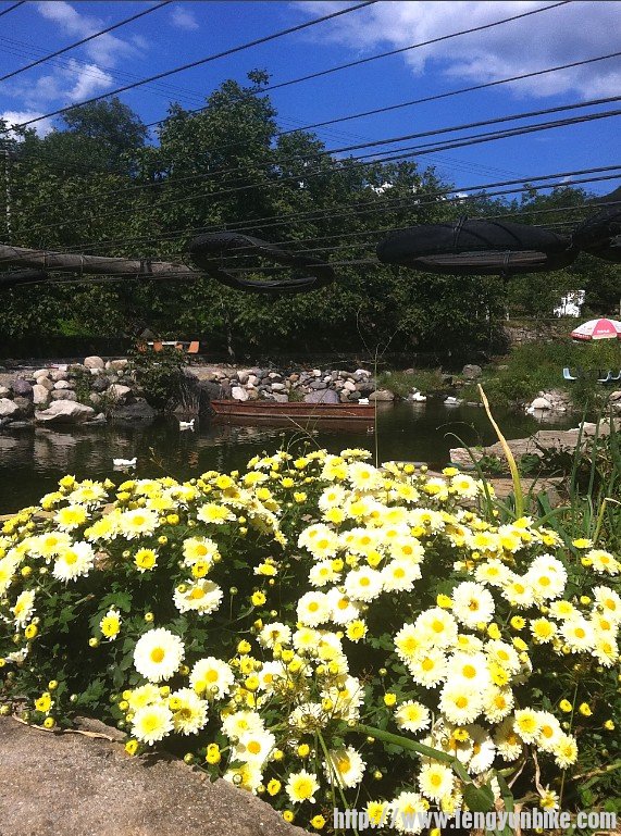 可爱的菊有点过爆。