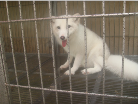 这不是狗。他是狐狸