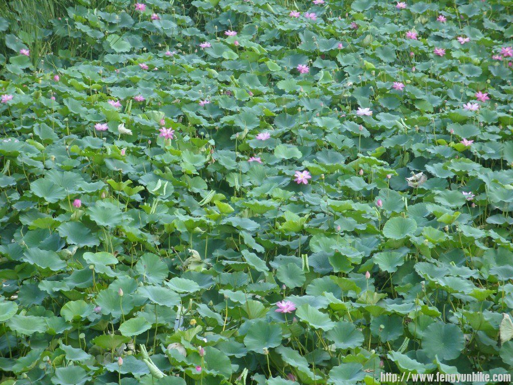 SNV10962 - 复制.JPG