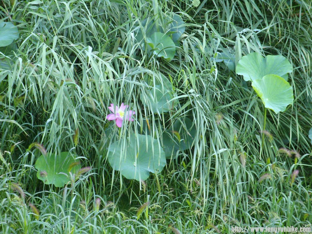 SNV10965 - 复制.JPG