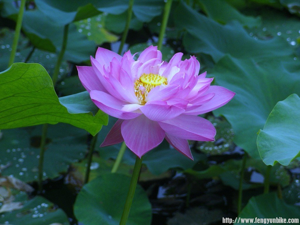 SNV10891 - 复制.JPG