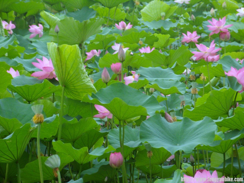 SNV10892 - 复制.JPG