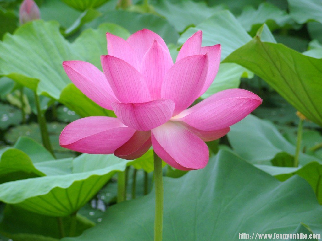 SNV10896 - 复制.JPG