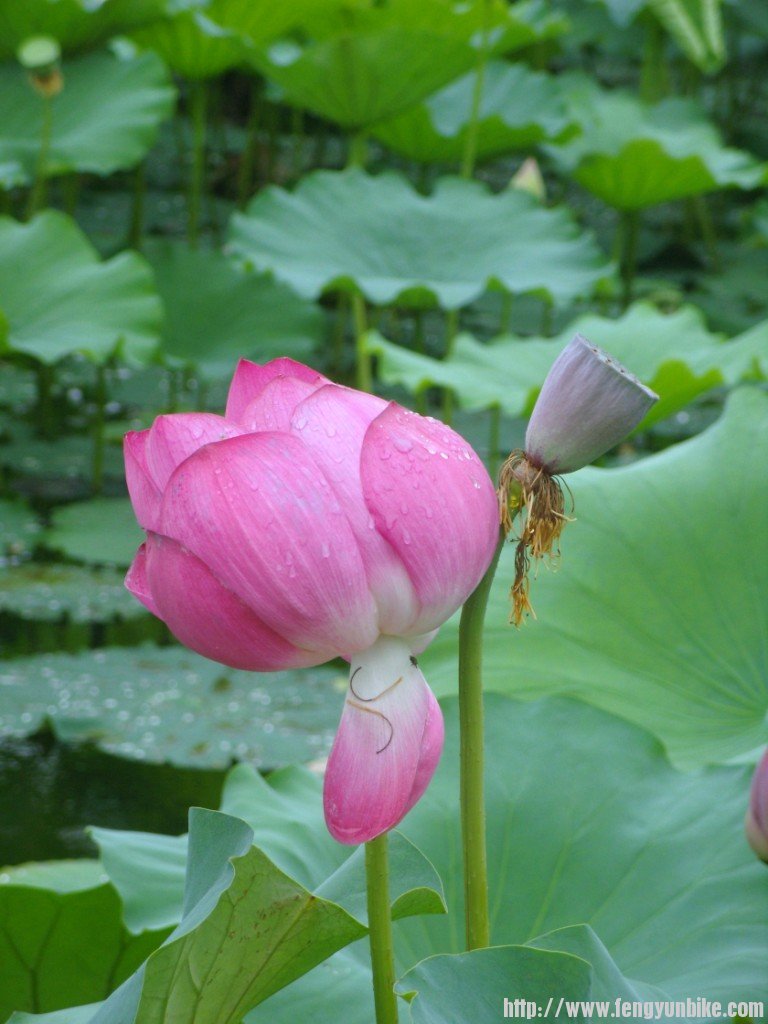 SNV10897 - 复制.JPG