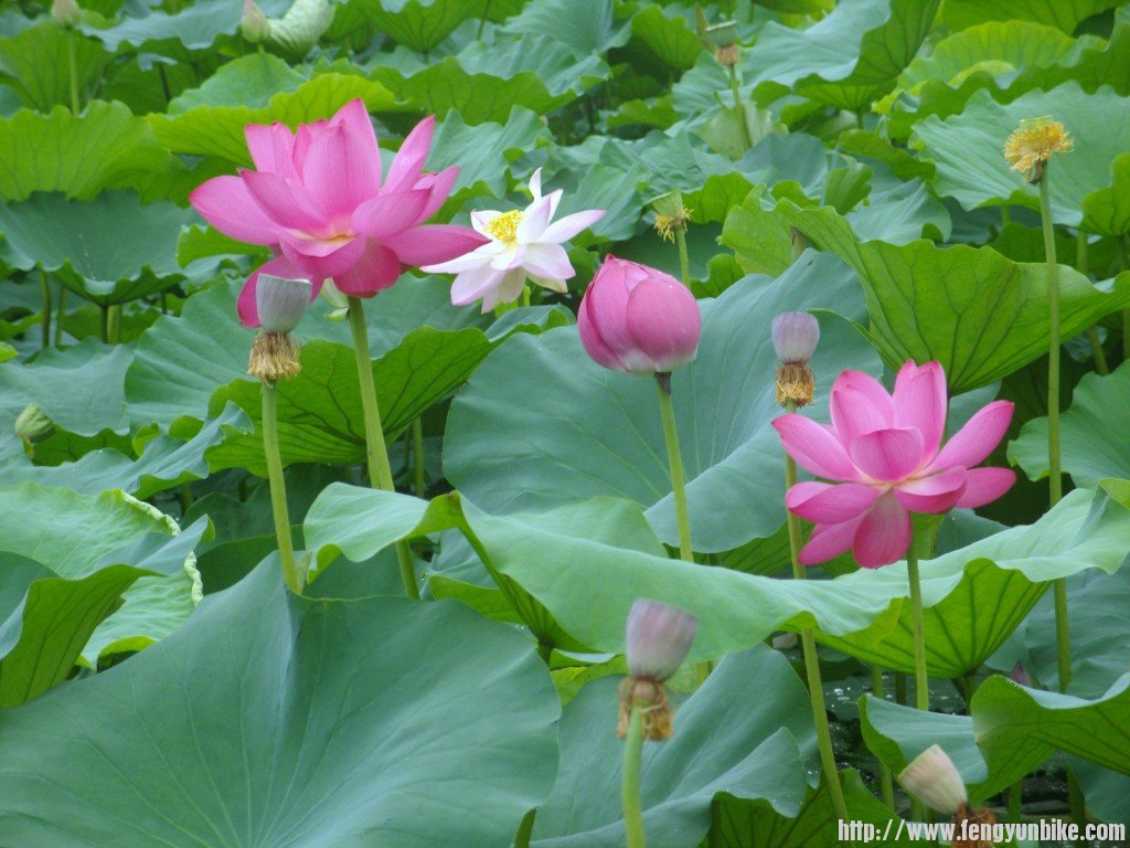 SNV10901 - 复制.JPG