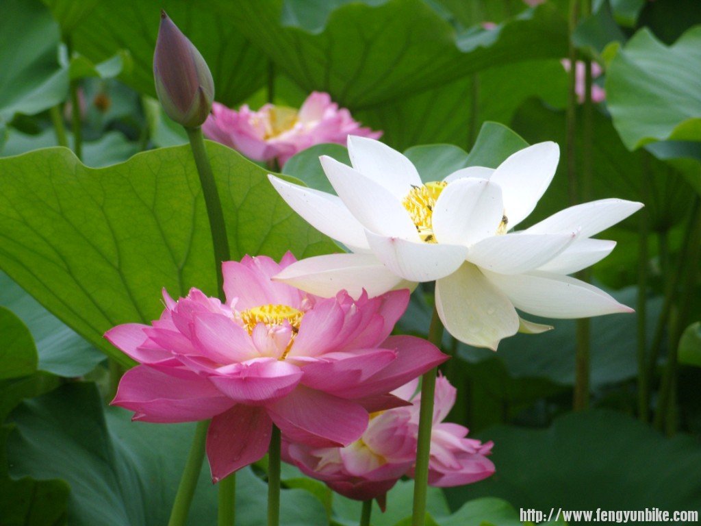 SNV10902 - 复制.JPG