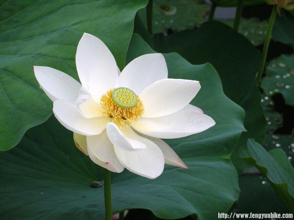 SNV10912 - 复制.JPG