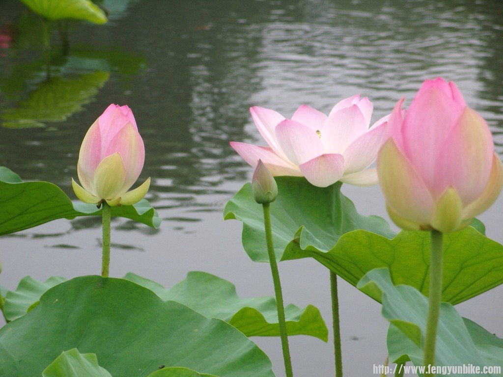 SNV10919 - 复制.JPG