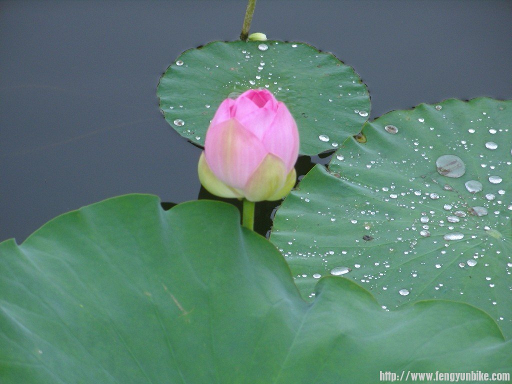 SNV10923 - 复制.JPG