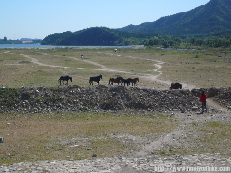 有了马，风景变得生动起来。