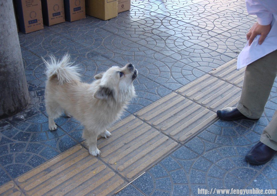 只要有人唱歌它就兴奋