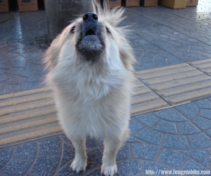 激动的引亢高歌