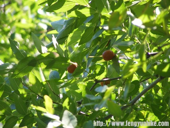 纯绿色野生有机小山枣