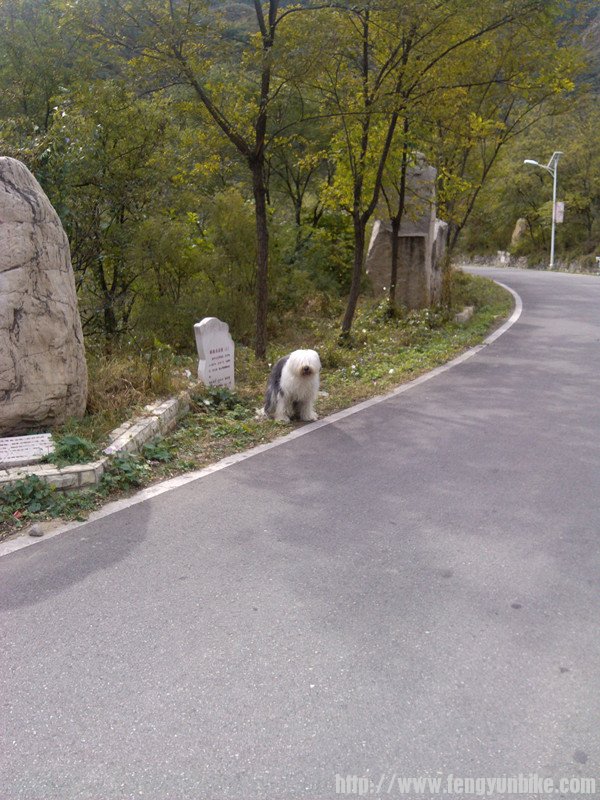 一共2只狗很可爱