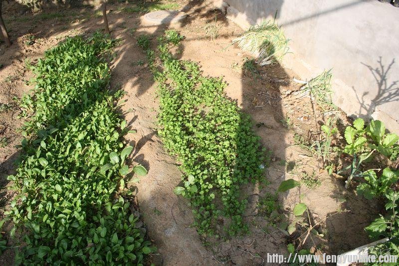 农家院菜地，葱、香菜和油菜