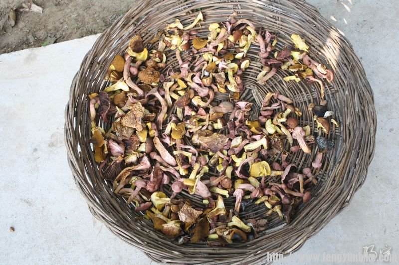 老板自己采的蘑菇