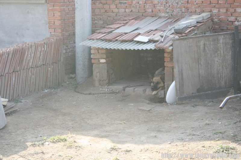 农家院的看门狗