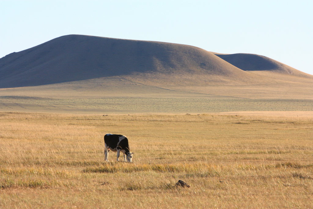 （北京的摄狼）