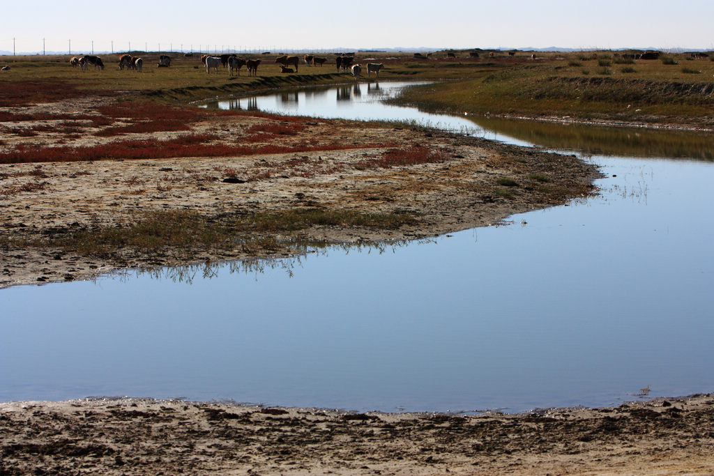 （北京的摄狼）