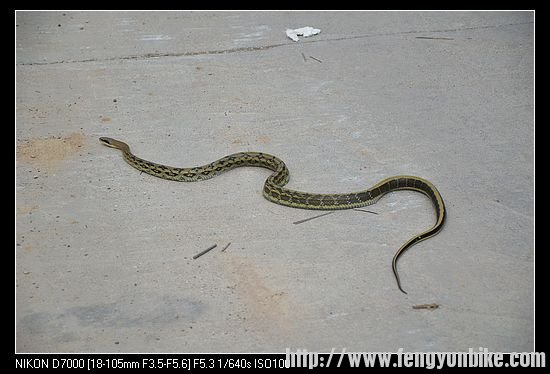 路遇大蛇