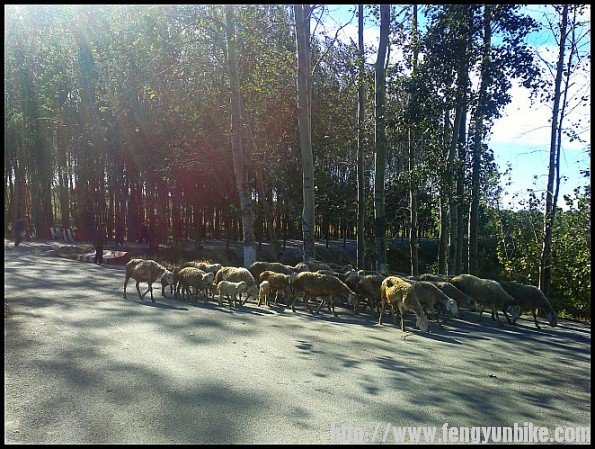 湿地路旁的羊群