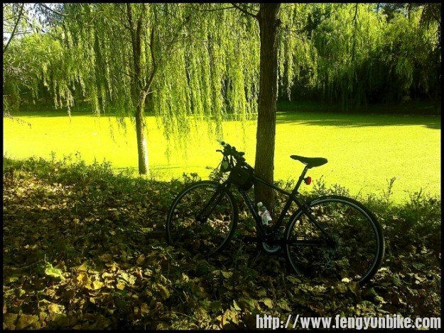 我的黑小黑与湿地合影留念2