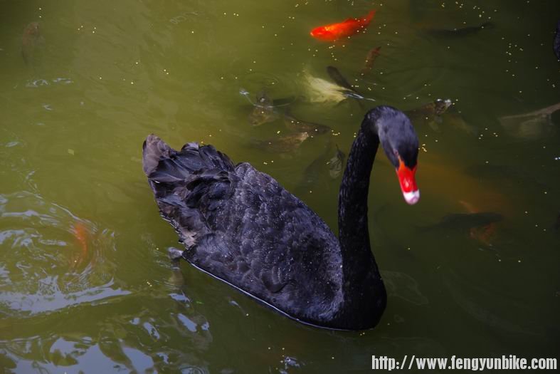 锦里内小水塘里的黑天鹅