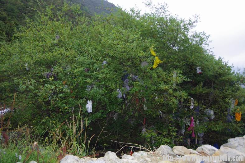 温泉池边树上的：内裤