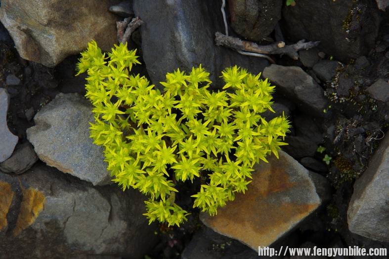 路边的野花。。