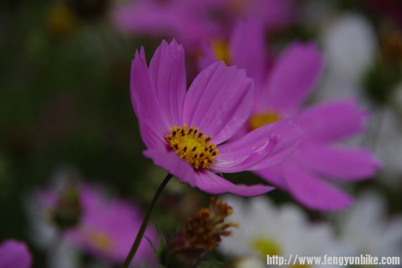 调整大小 IMGP2636.JPG