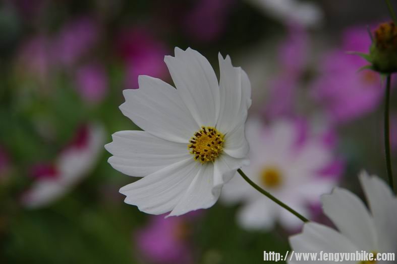 调整大小 IMGP2637.JPG