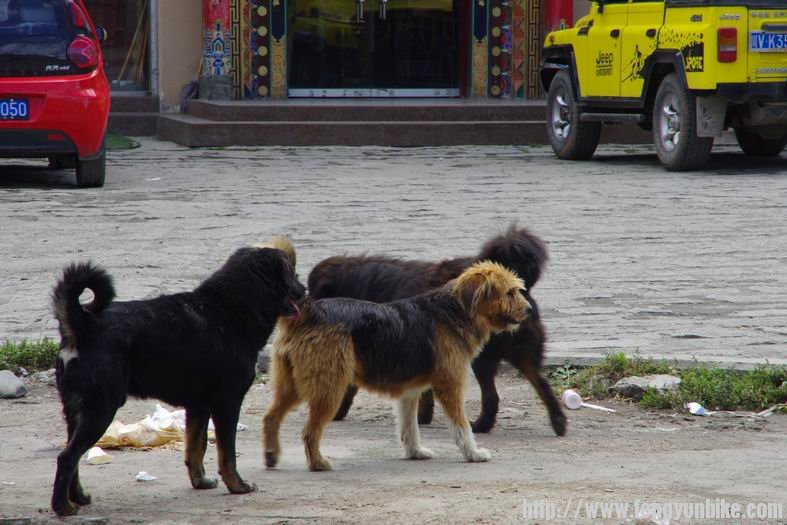 到处都是的流浪狗。。