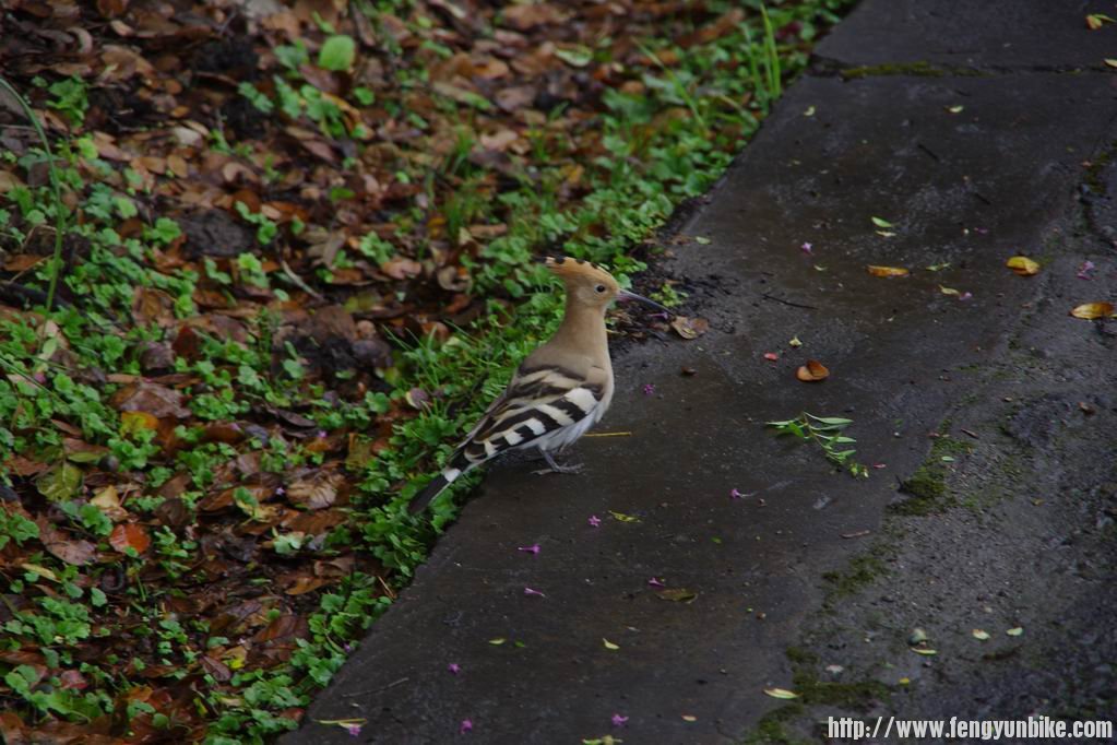 路边的啄木鸟不怕人