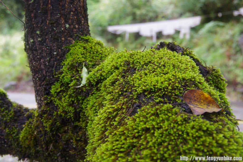 调整大小 IMGP3381.JPG