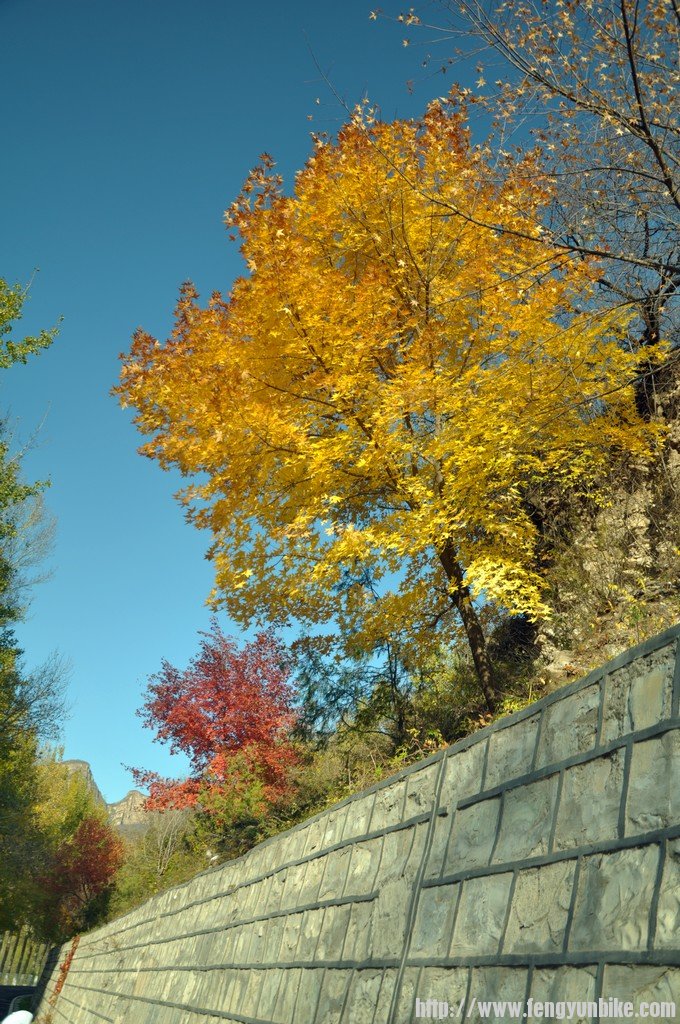 枫叶红黄映延庆.jpg