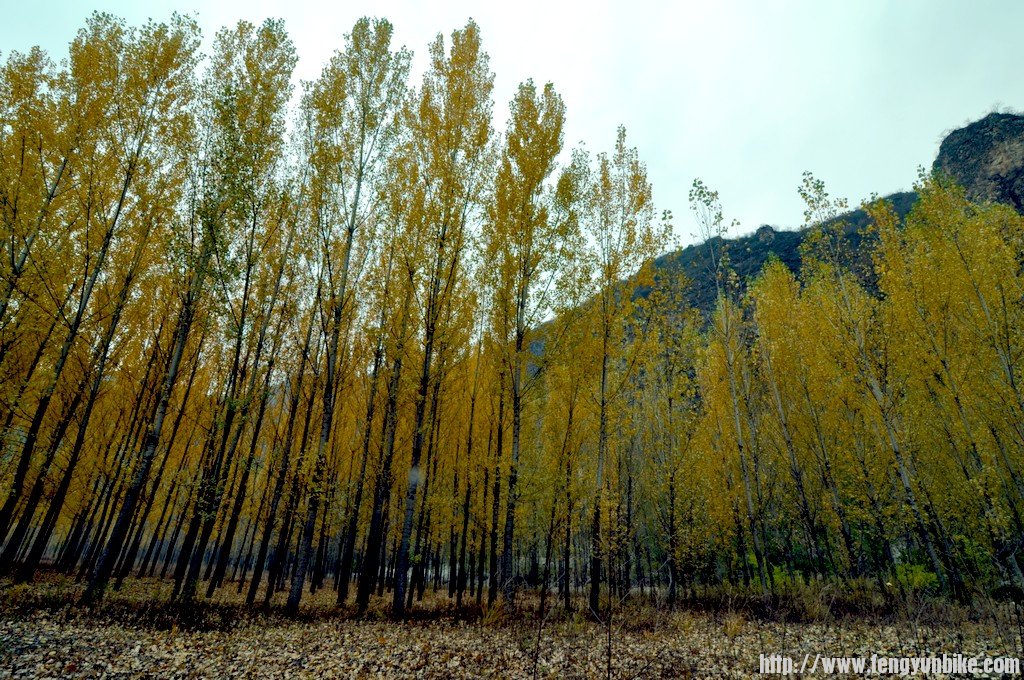 秋林金黄.jpg