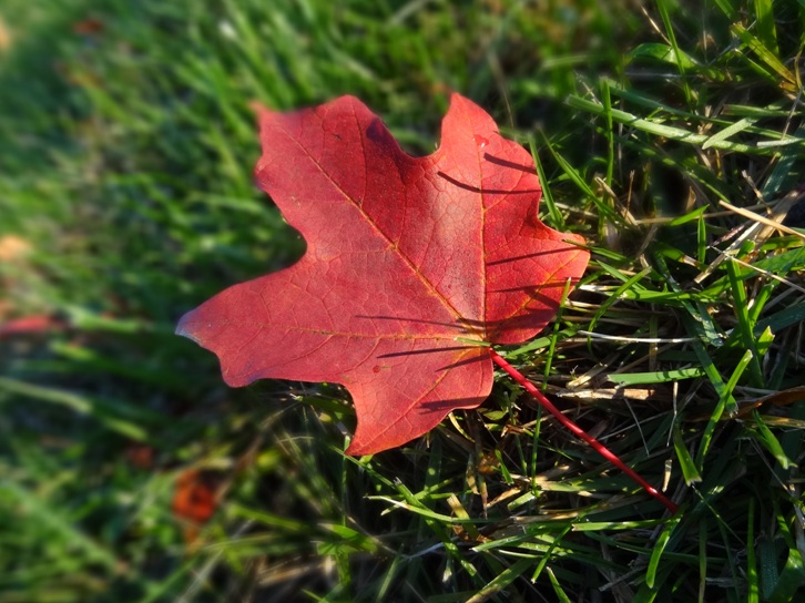 DSC02195 - 副本.JPG