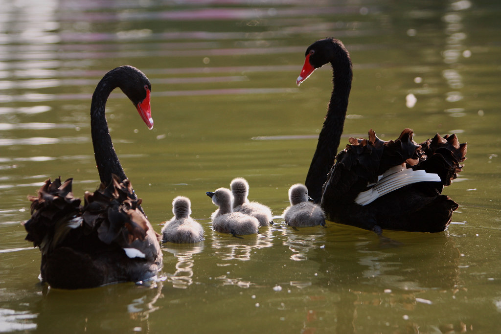 黑天鹅一家的幸福生活