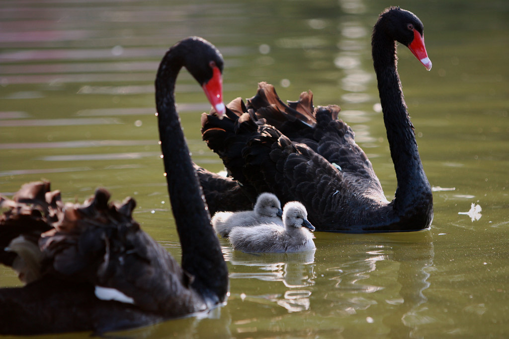 黑天鹅一家的幸福生活