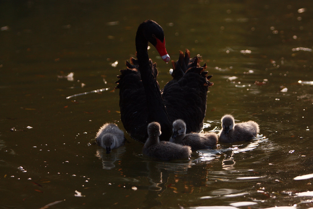 黑天鹅一家的幸福生活