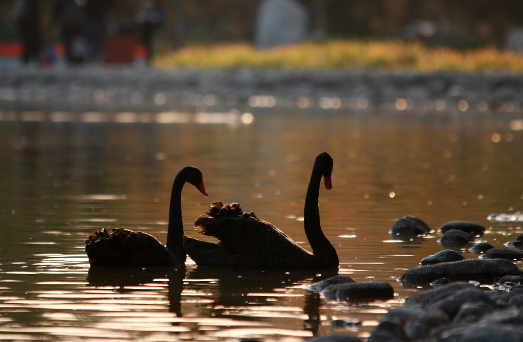 黑天鹅一家的幸福生活