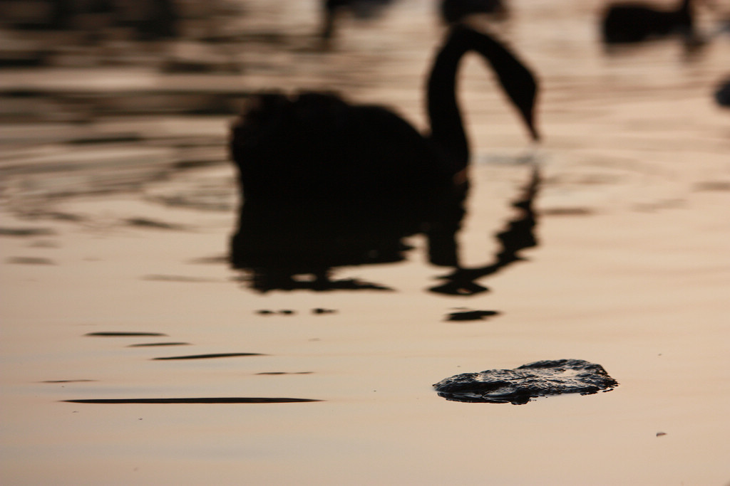 黑天鹅一家的幸福生活