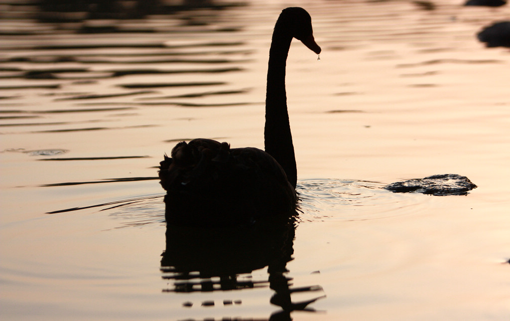 黑天鹅一家的幸福生活