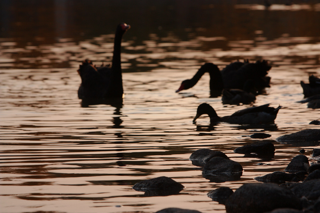 黑天鹅一家的幸福生活