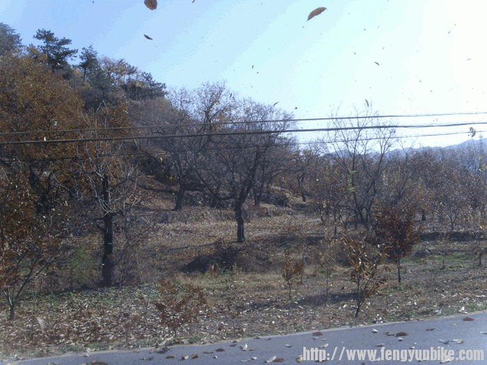起风了，树叶翻飞，真是好看
