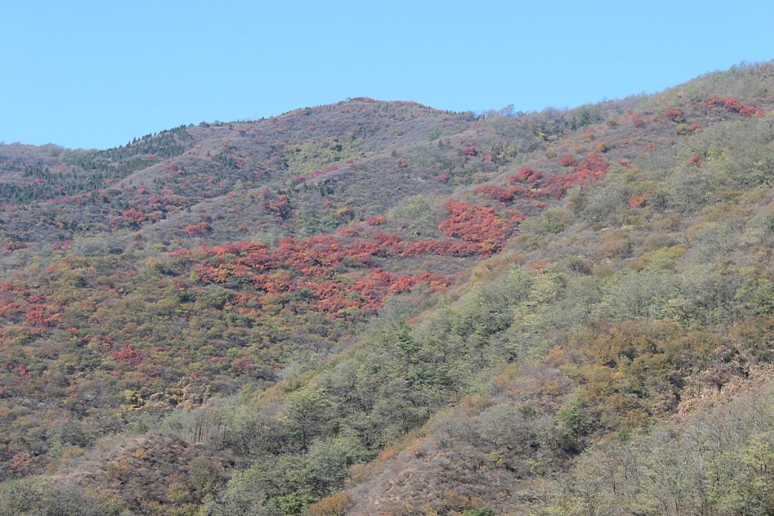 5北山的红叶与南边没法比