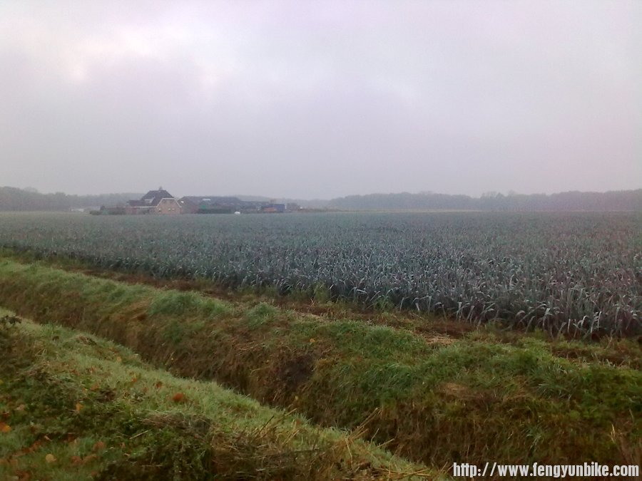 荷兰路边的田地
