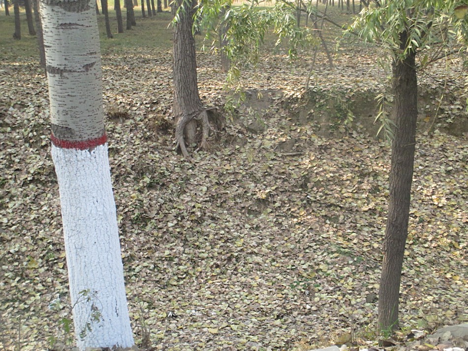 一路杨树落叶
